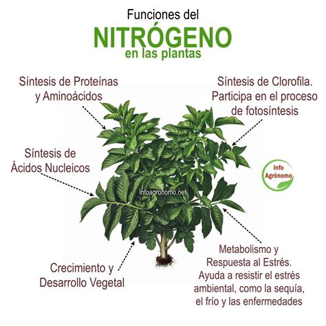 Esquema de las principales funciones del nitrógeno en la fisiología de las plantas