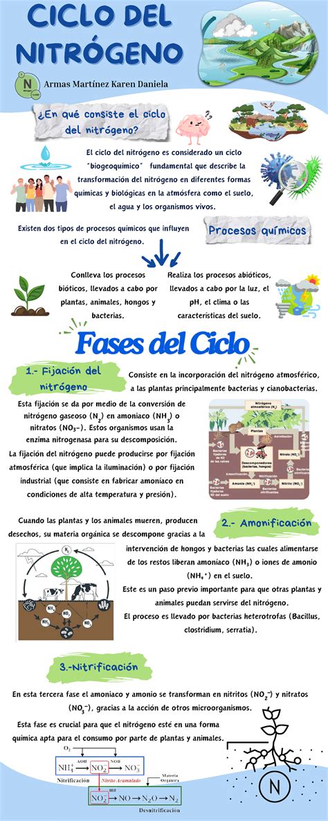 Infografía: Ciclo del nitrógeno en el suelo y la planta de poroto, destacando la fijación simbiótica