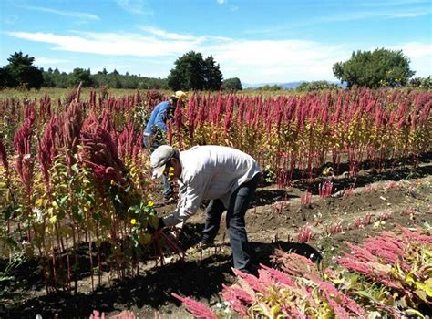 Campo de cultivo de amaranto