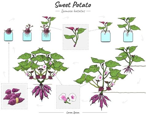 Esquema morfológico de la Ipomoea batatas destacando sus tallos volubles, hojas acorazonadas y raíces tuberosas.