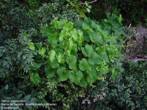 Infografía comparativa entre Smilax aspera y Tamus communis, resaltando las diferencias clave.
