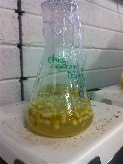 Semillas de limón envueltas en gasa sumergidas en agua para extracción de pectina