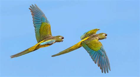 foto de un loro Tricahue en su hábitat natural, mostrando su plumaje