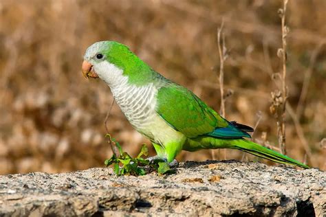 foto de una Cotorra argentina o Monk Parakeet en un entorno urbano