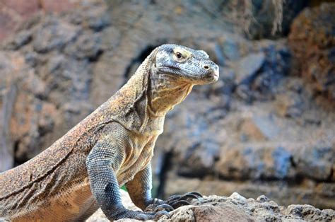 Fotografía de un Dragón de Komodo