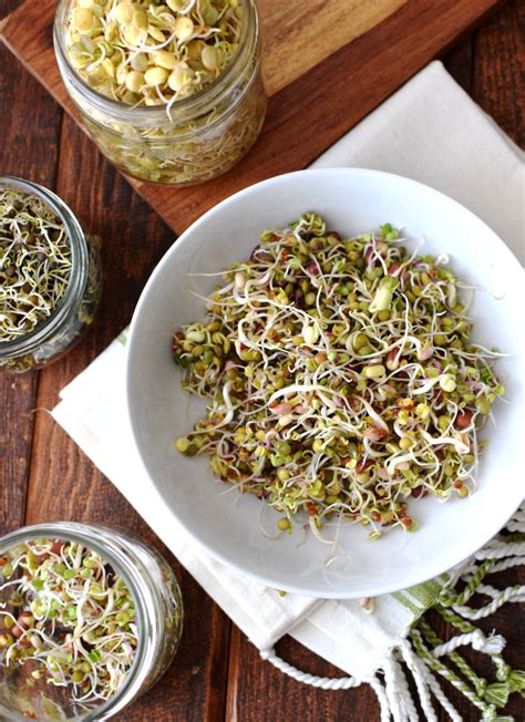 variedad de germinados frescos listos para ser consumidos en un plato