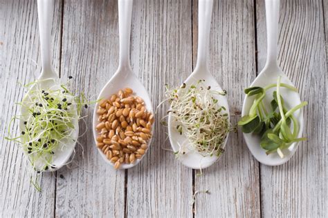 selección de diferentes germinados en recipientes individuales