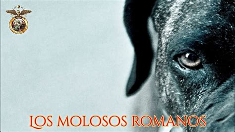 Ilustración histórica de molosos romanos utilizados en combate.