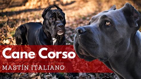 Comparativa visual de un Mastín Napolitano y un Cane Corso, destacando sus diferencias físicas.