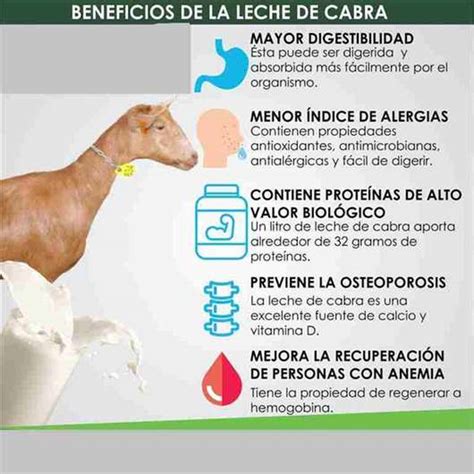 Infografía destacando los componentes clave de la leche de cabra (Vitaminas A, D, E, Calcio, Ácido Láctico) y sus beneficios para la piel.