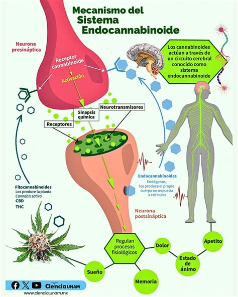 Diagrama del sistema endocannabinoide del cuerpo humano