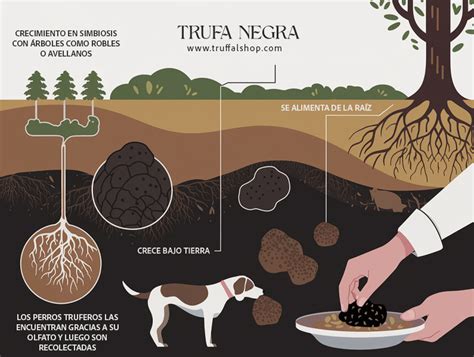 Infografía mostrando el ciclo de vida de la trufa y su hábitat bajo tierra asociado a raíces de árboles.