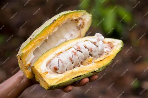 Figurita maya que representa un enano sosteniendo una vaina de cacao partida por la mitad.