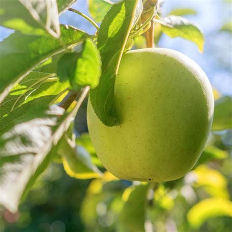 Manzana Golden Delicious fresca en un campo de cultivo