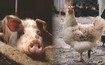 Infografía: Comparativa entre participación y compromiso con iconos de gallina y cerdo