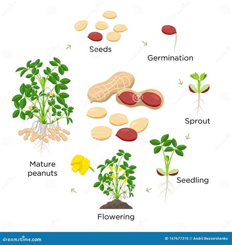 Esquema de la planta de cacahuate mostrando el desarrollo subterráneo de las vainas