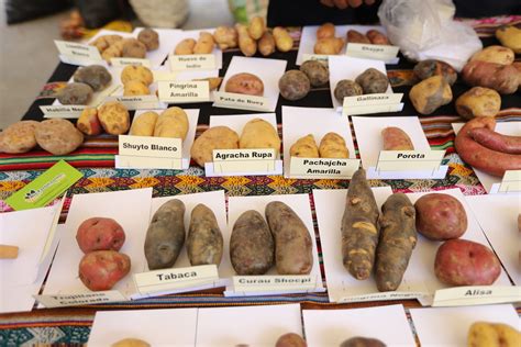 Ilustración de diferentes variedades de papas nativas con sus nombres en quechua