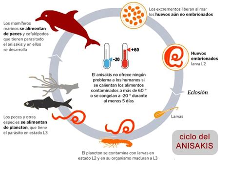 Esquema visual sobre el ciclo del Anisakis y la importancia de la congelación previa del pescado