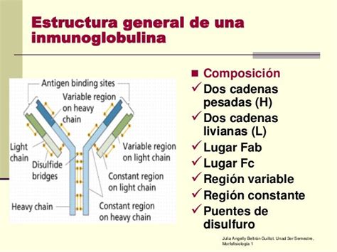 Esquema de las diferentes inmunoglobulinas y su estructura
