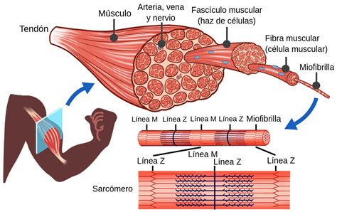 Esquema detallado de la anatomía del músculo esquelético: desde el músculo completo hasta la miofibrilla y el sarcómero