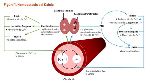 Infografía del ciclo del calcio en la contracción muscular y el papel del retículo sarcoplásmico