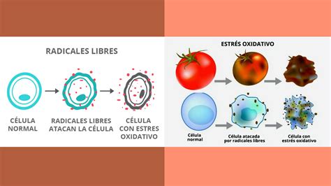 Infografía sobre cómo los antioxidantes combaten los radicales libres en la piel
