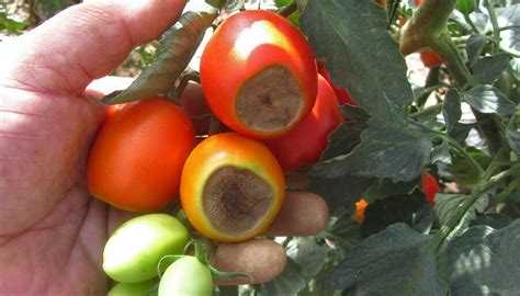 Tomate con síntomas de pudrición ácida causada por Geotrichum candidum