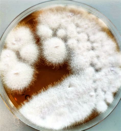 Daño en CD causado por Geotrichum candidum