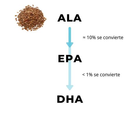 Esquema de la conversión de ALA a EPA y DHA en el organismo.