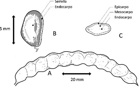 Esquema del fruto del algarrobo (vaina)