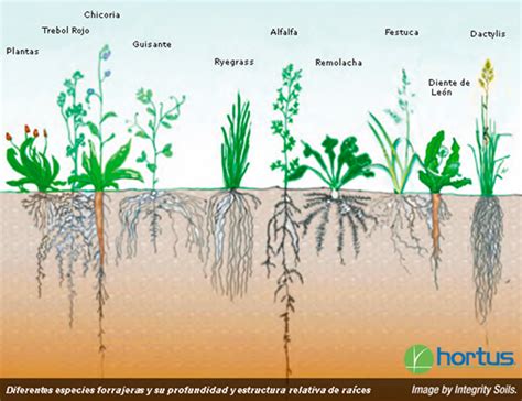 Esquema de las principales plantas y forrajes beneficiosos para el gallinero con sus aportes nutricionales específicos