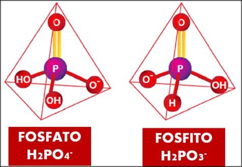 Esquema de las diferencias entre fosfato y fosfito