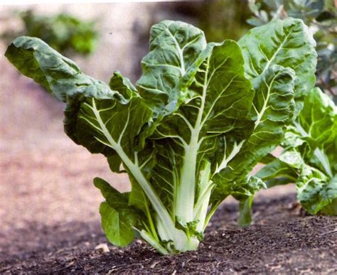 Ilustración de la planta de acelga con sus hojas y pencas de diferentes colores.