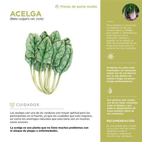 Infografía mostrando las etapas de siembra de la acelga.