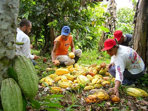 Campo de cacao orgánico en Ecuador con agricultores
