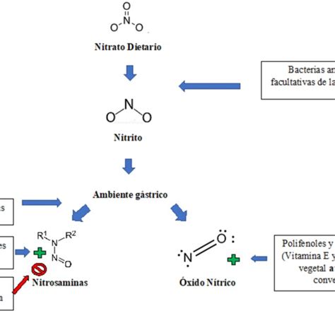 esquema de los efectos de nitratos y nitritos en el cuerpo