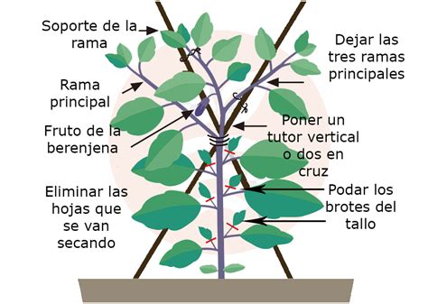 Esquema botánico de la planta de berenjena, mostrando hojas, flores y frutos
