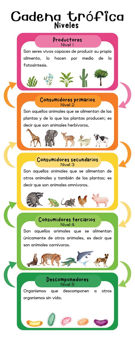 Infografía sobre la cadena trófica de la reineta (Brama australis)