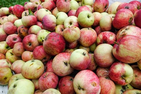 Fotografía de manzanas reineta recién cosechadas
