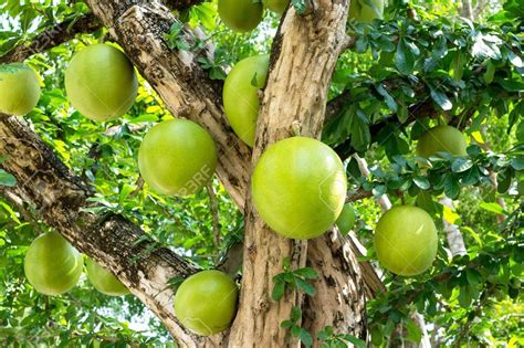 Foto del fruto de morro (Crescentia alata) maduro en el árbol y otro cortado mostrando las semillas y la pulpa.