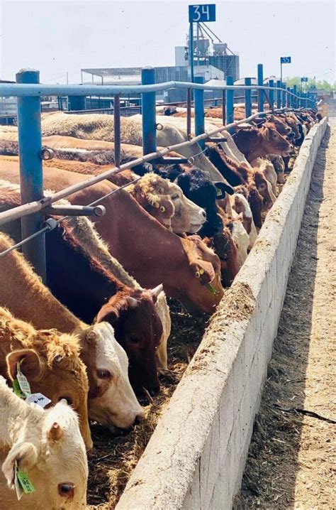 Toretes recién llegados a los corrales de engorda, bebiendo agua con electrolitos