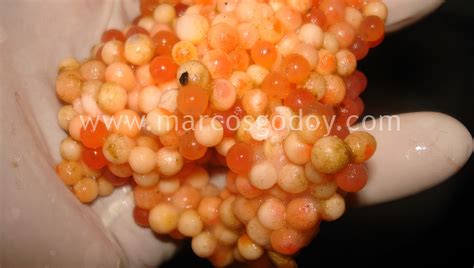 Imágenes de ovas de salmón con diferentes alteraciones del corion