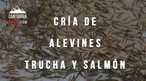 Alevines de salmón recién eclosionados