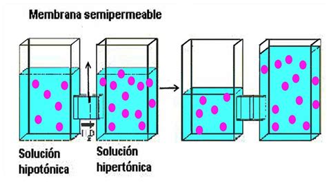 esquema ilustrando el concepto de membrana semipermeable y el movimiento del agua en la ósmosis