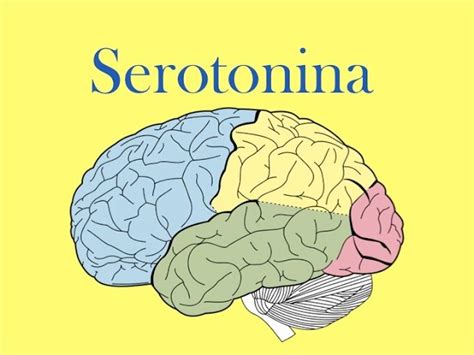 Ilustración del cerebro destacando la influencia de la serotonina.