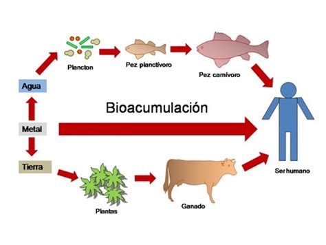 Diagrama de la cadena alimentaria marina mostrando la bioacumulación de mercurio.