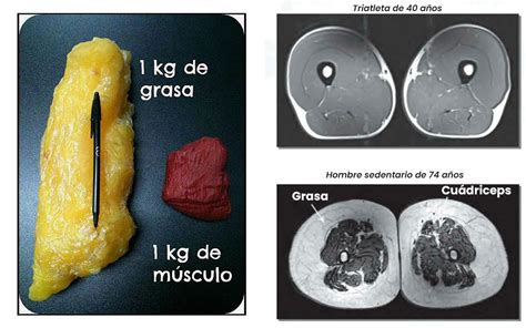 Ilustración comparativa de la estructura muscular y grasa de jamón curado.