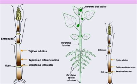 Esquema del desarrollo de meristemos en la coliflor
