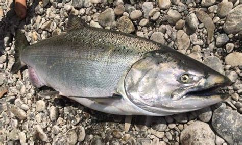 Ilustración o fotografía de un salmón Chinook adulto en su hábitat natural