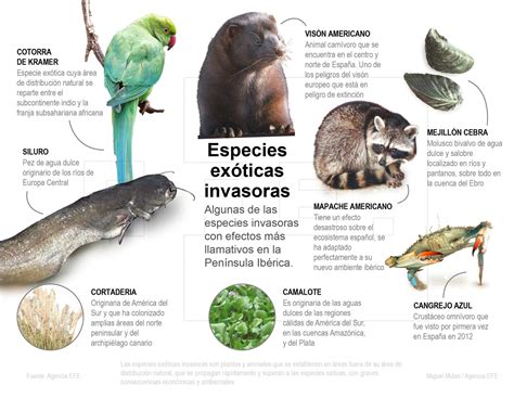 Infografía sobre el impacto ecológico de especies invasoras en ecosistemas acuáticos